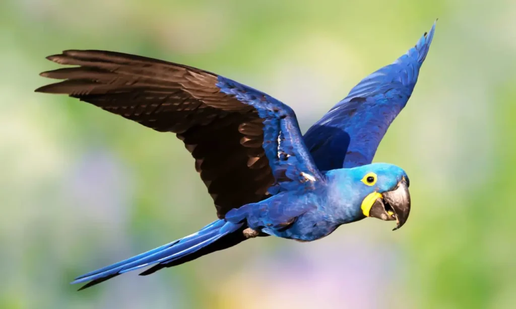 Hyacinth Macaw 22
