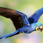 Hyacinth Macaw 22