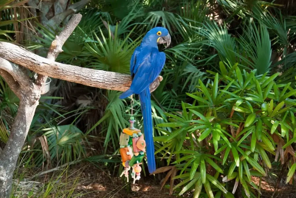Hyacinth Macaw 23