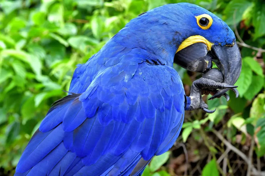 Hyacinth Macaw 24