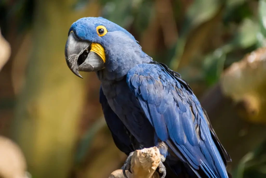 Hyacinth Macaw 25