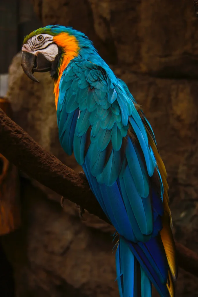 Hyacinth Macaw 26