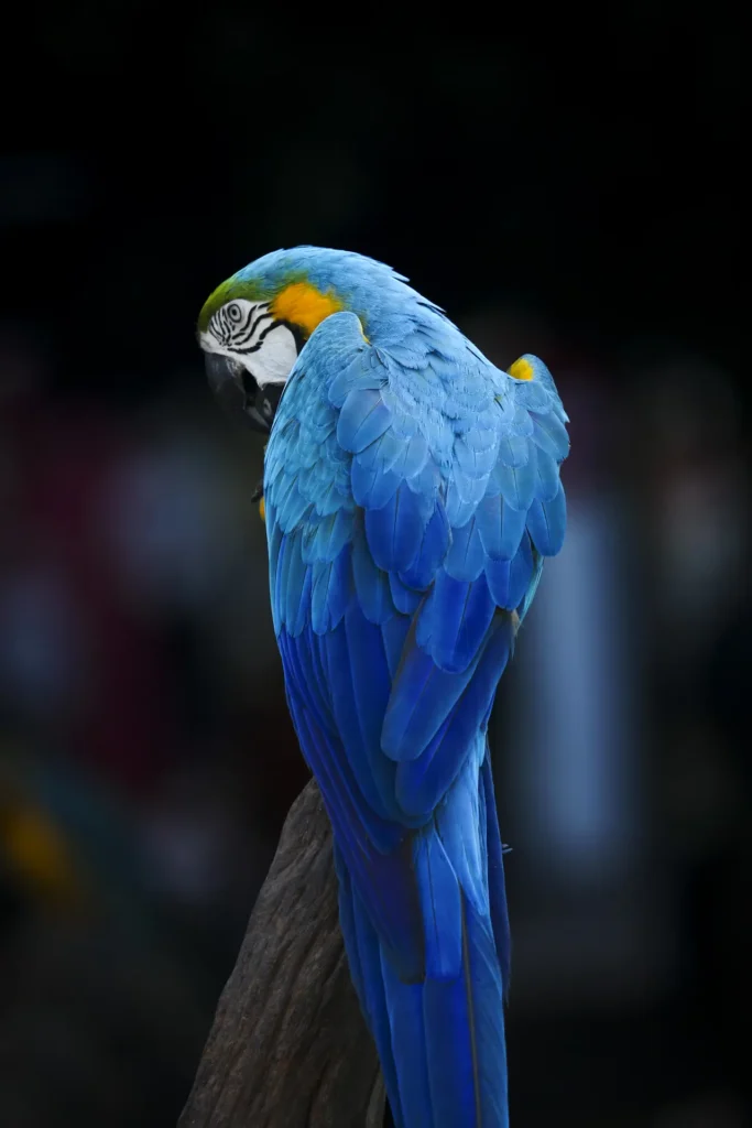 Hyacinth Macaw 27