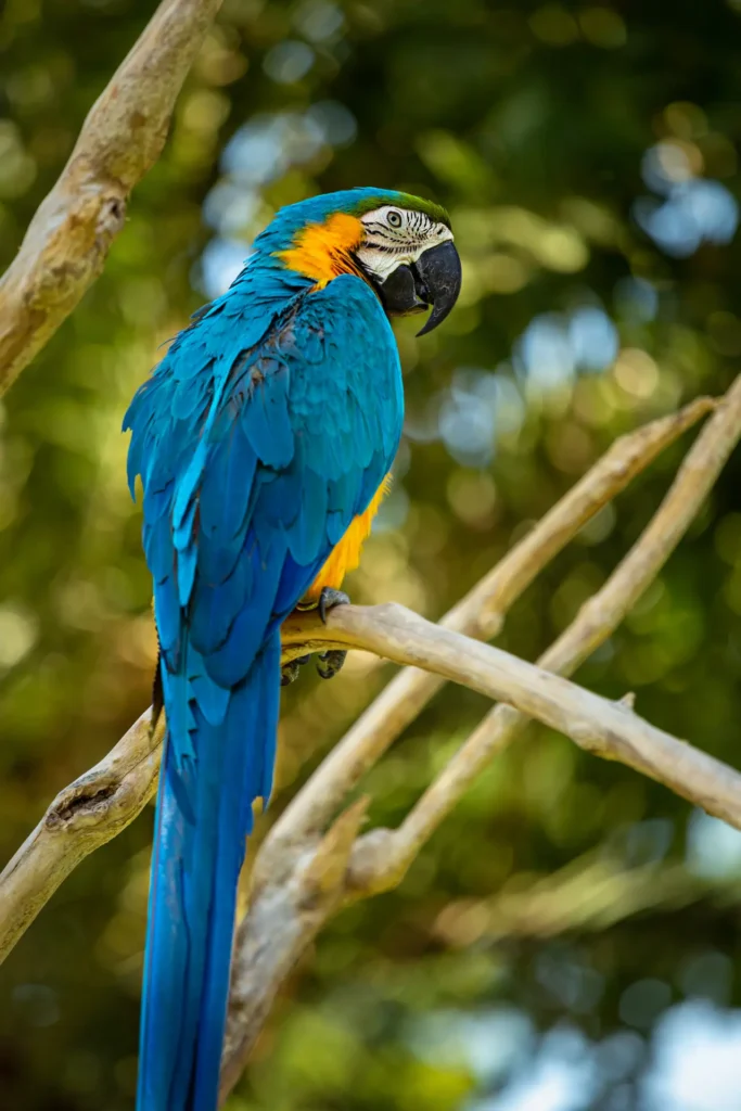 Hyacinth Macaw 28