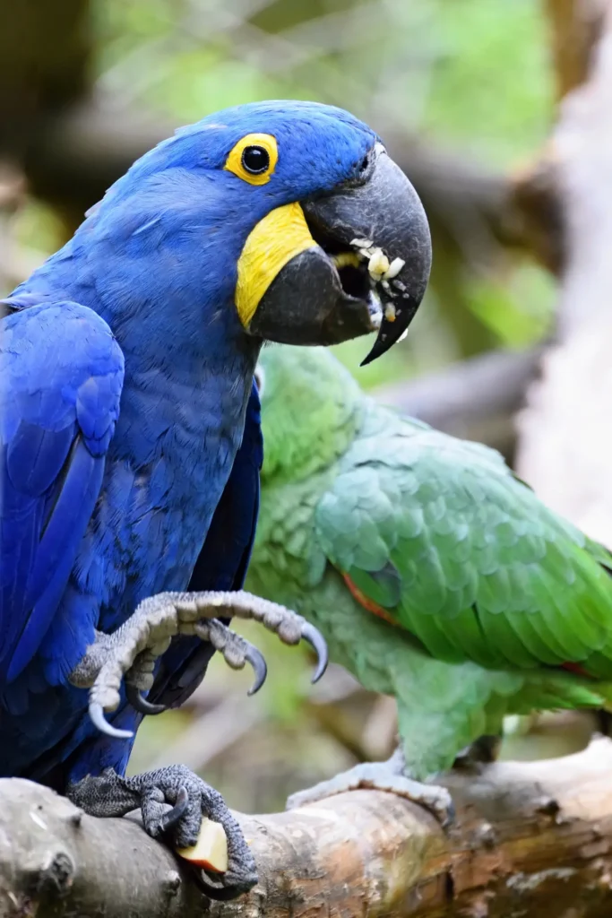 Hyacinth Macaw 29