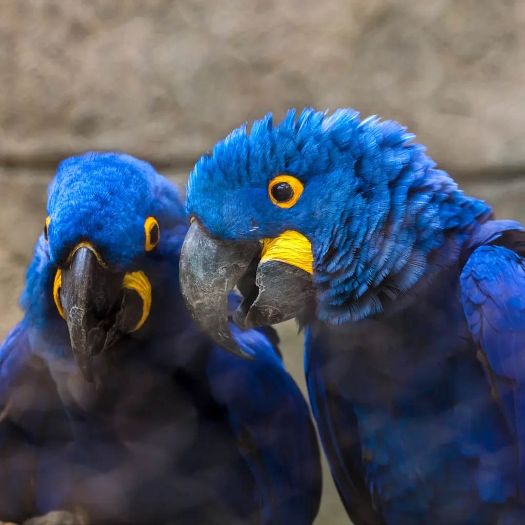 Hyacinth Macaw 3