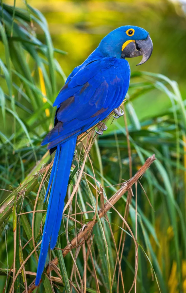 Hyacinth Macaw 31