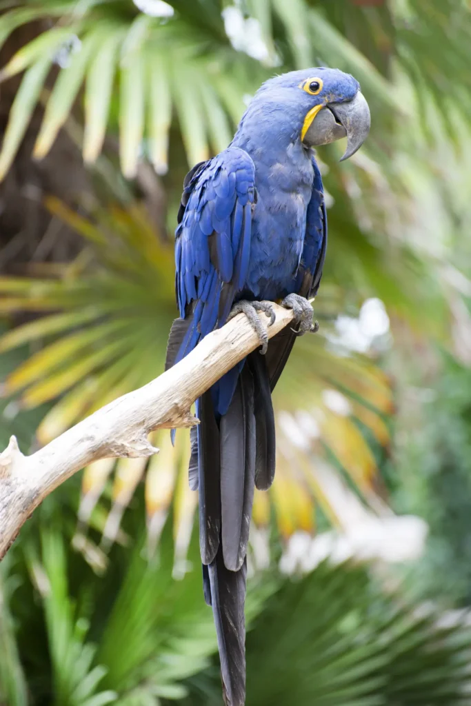 Hyacinth Macaw 32