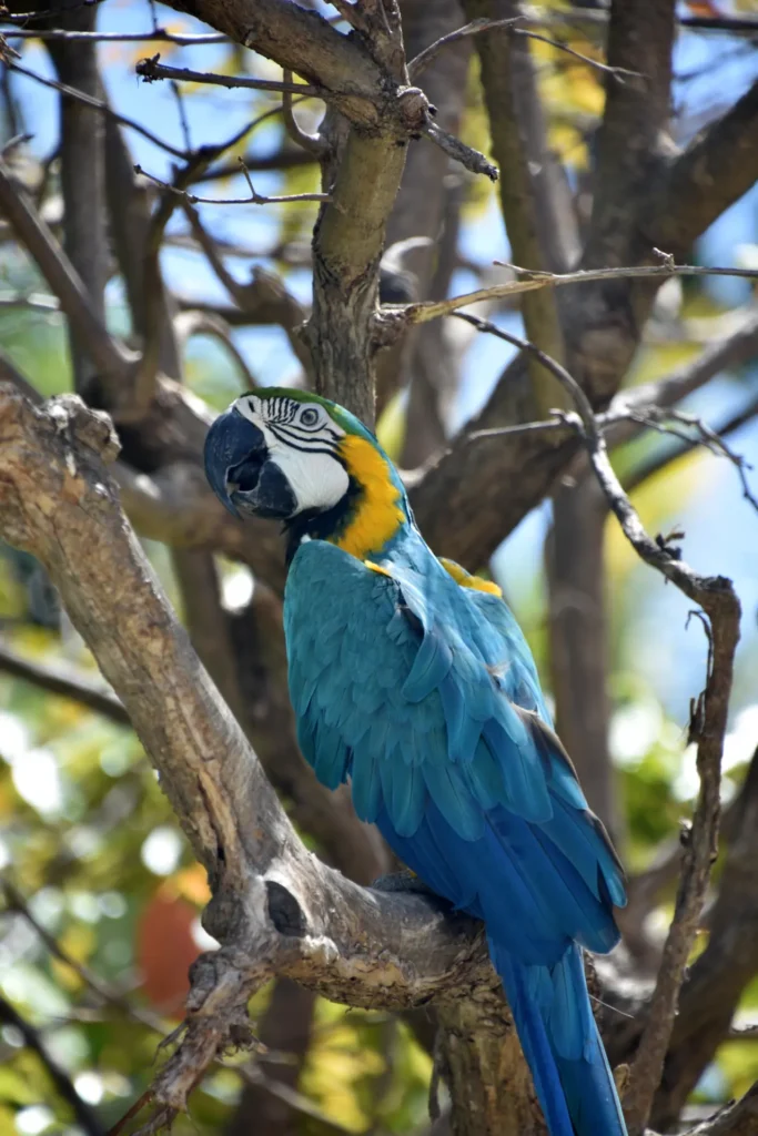 Hyacinth Macaw 33