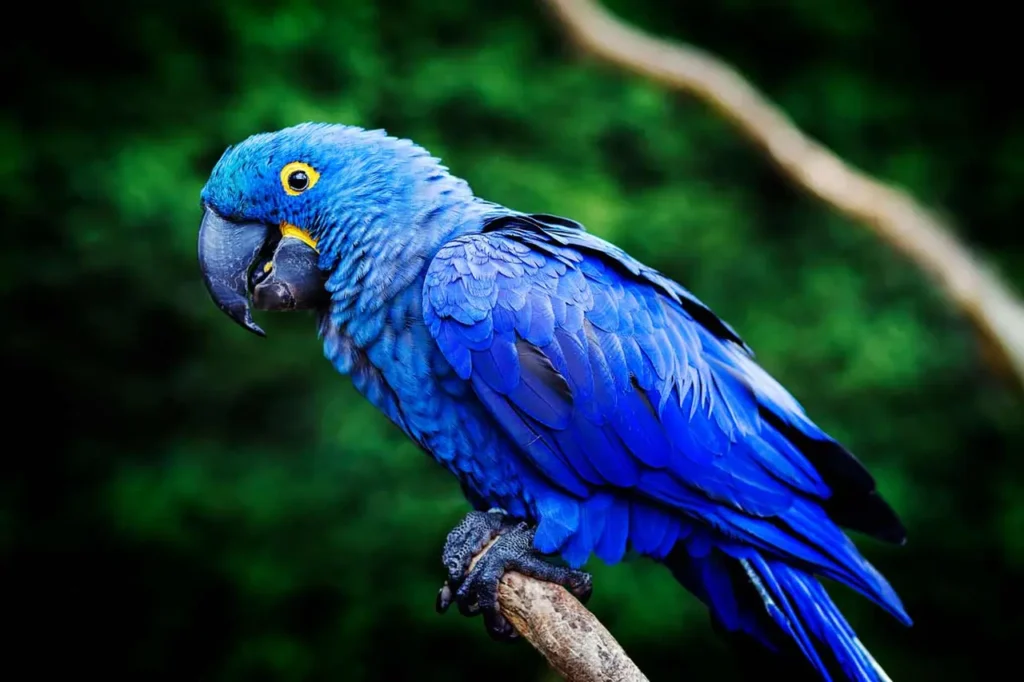 Hyacinth Macaw 4