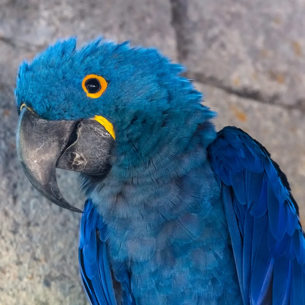 Hyacinth Macaw 5