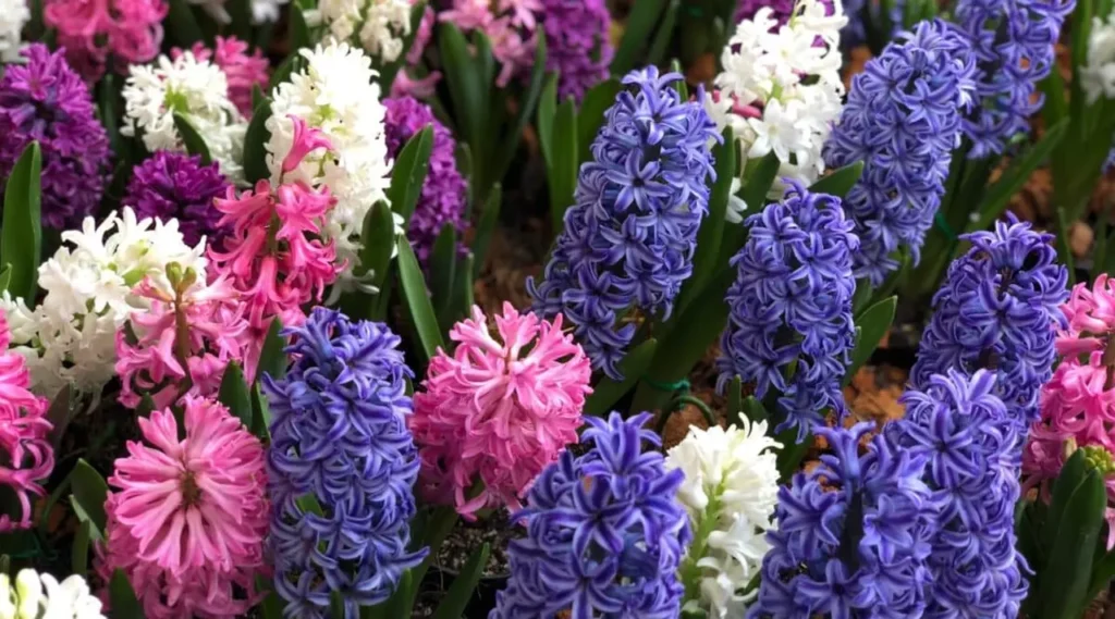 Hyacinths 1
