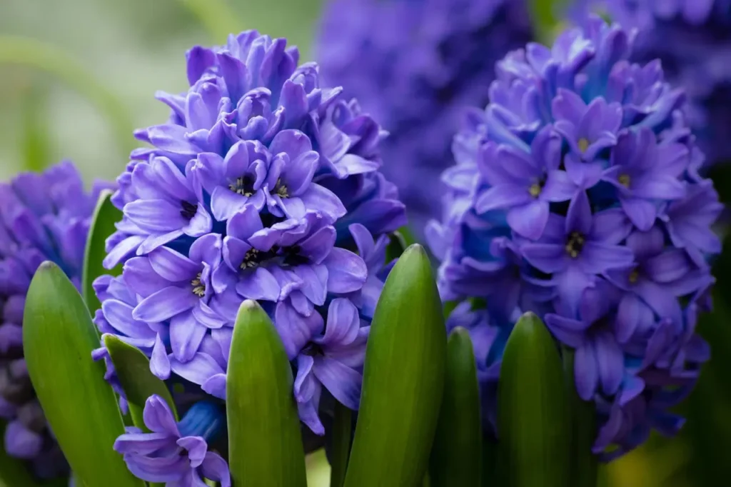 Hyacinths 4