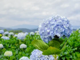 Hydrangeas (8)