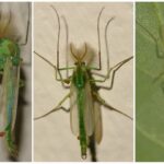 The green mosquito 1