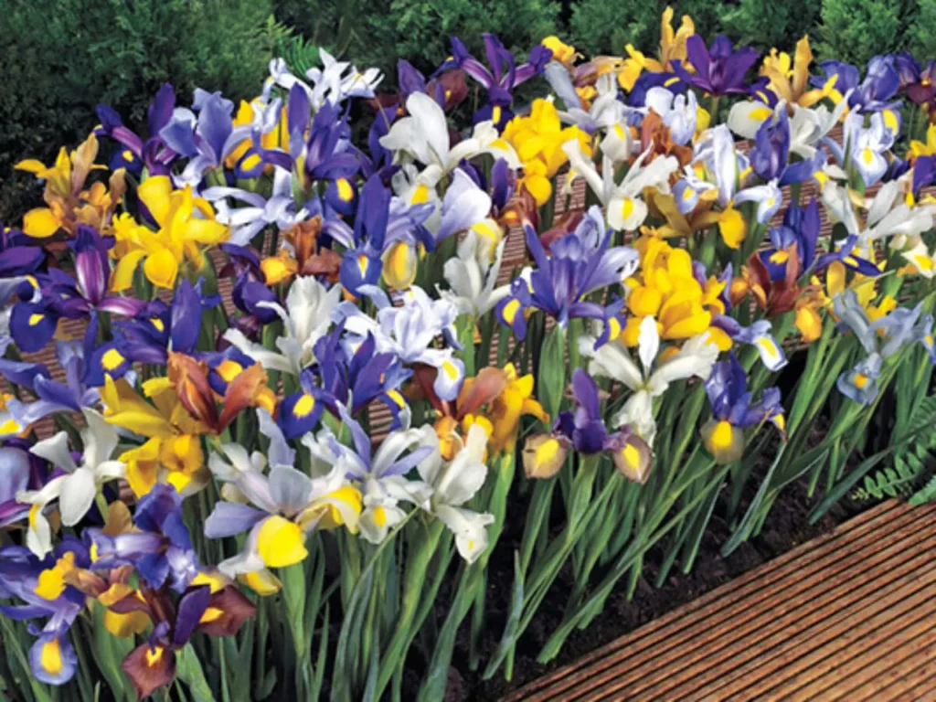 Iris Flower (1)