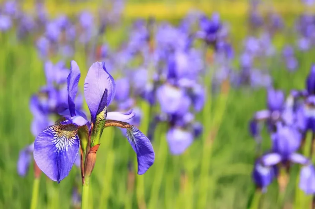 Iris Flower (2)