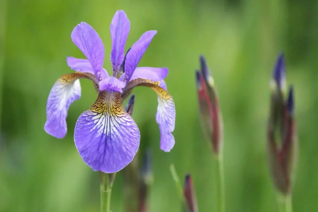 Iris Flower (4)