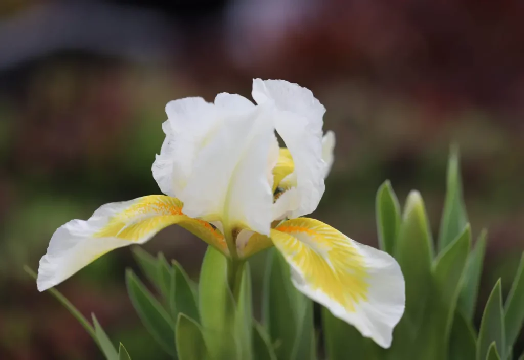 Iris Flower (5)