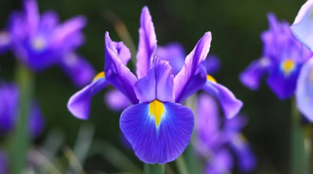 Iris Flower (6)