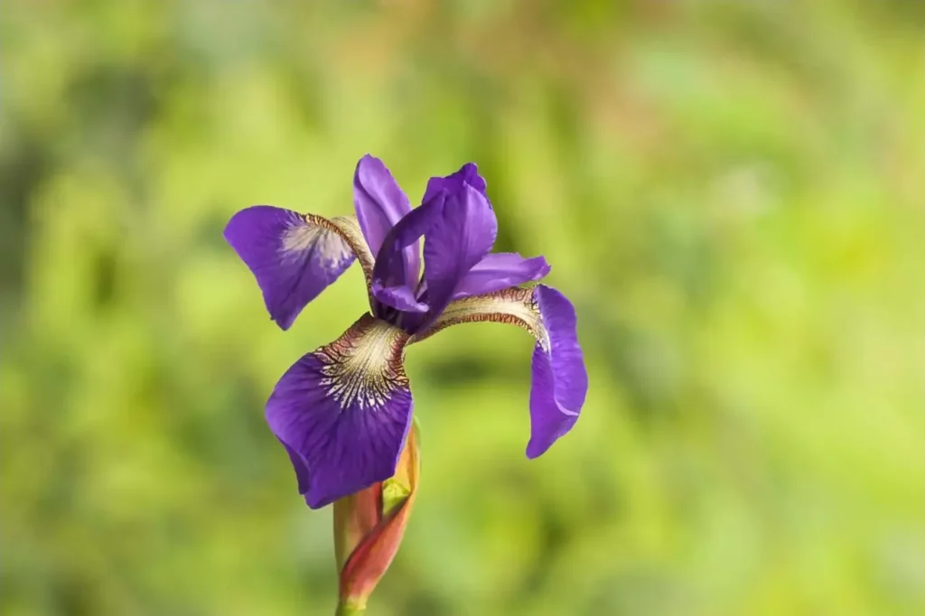 Iris Flower (7)
