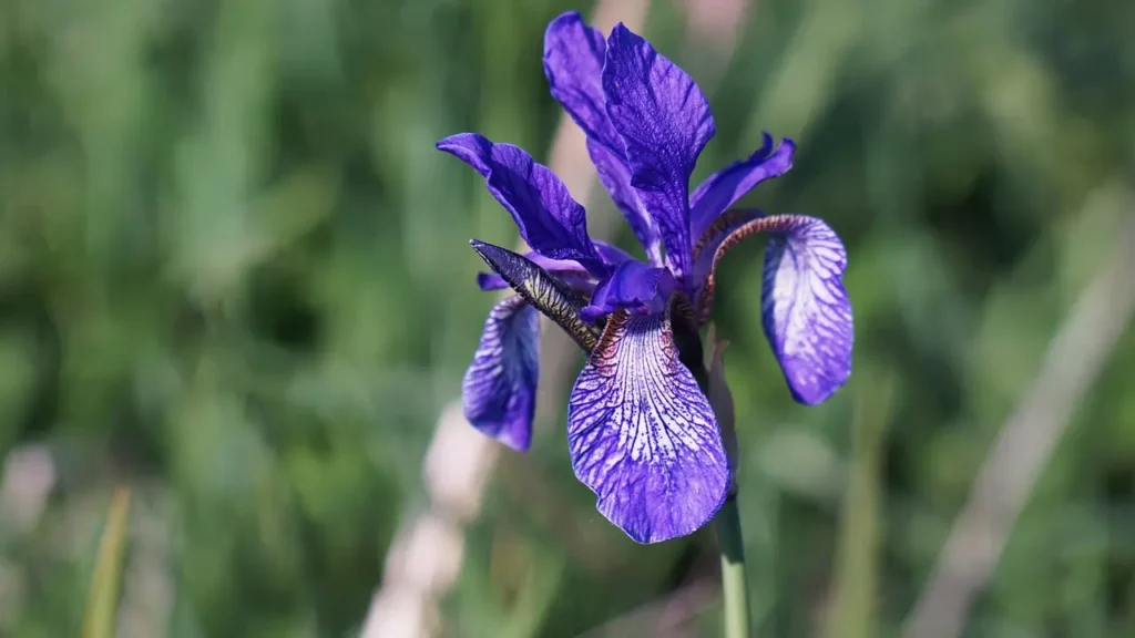 Iris Flower Blue