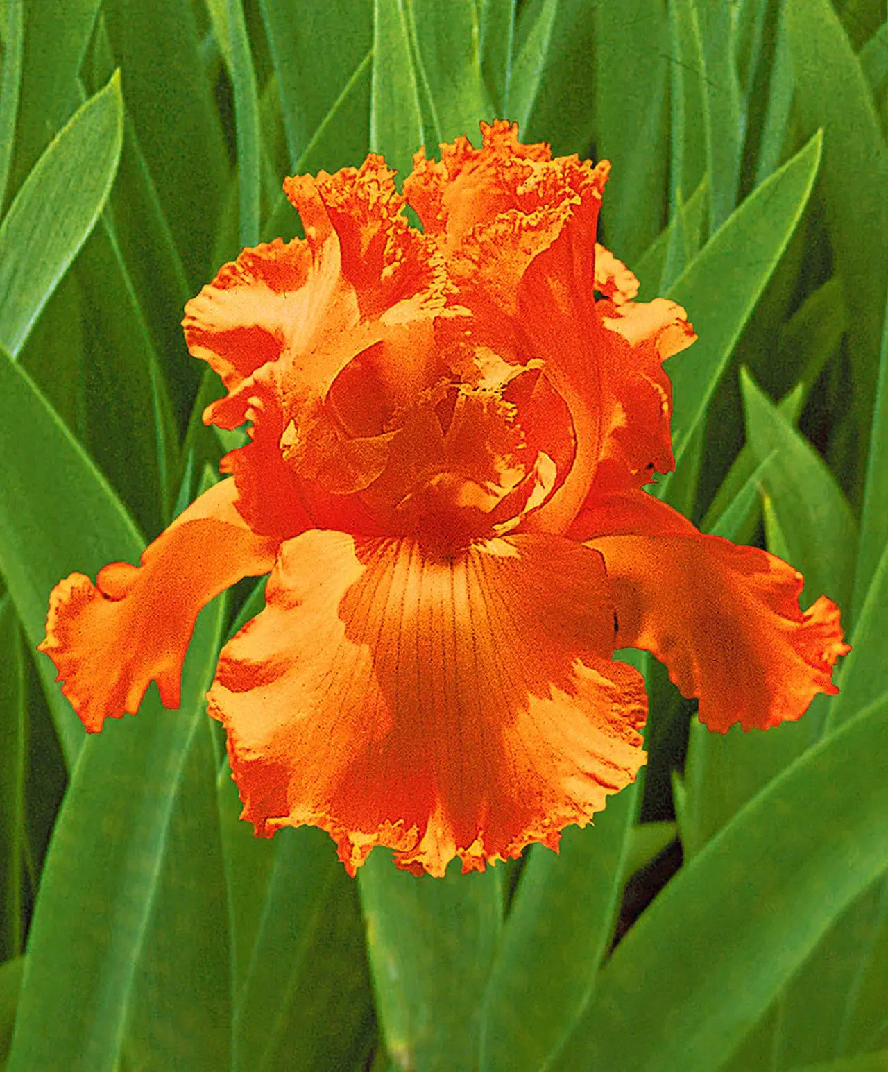Iris Flower Orange