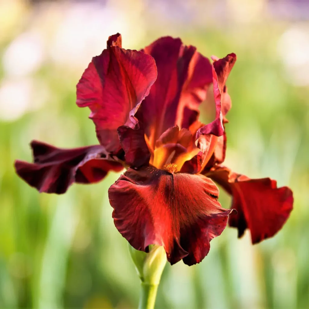 Iris Flower Red