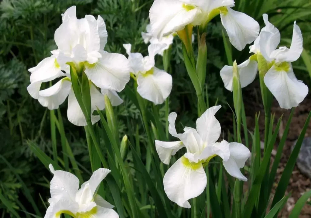 Iris Flower White