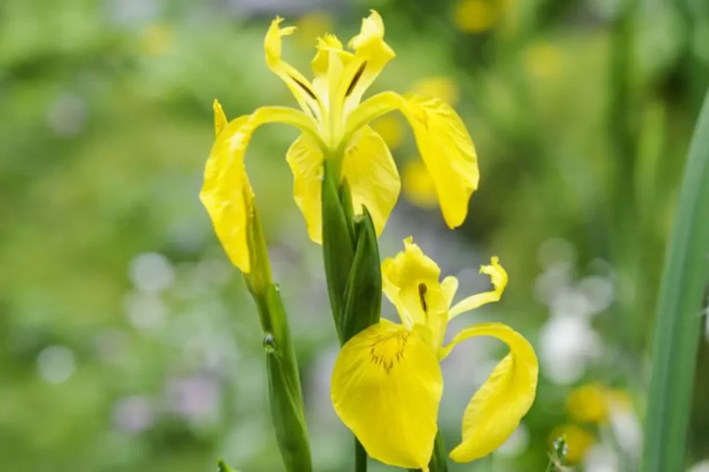 Iris Flower Yellow
