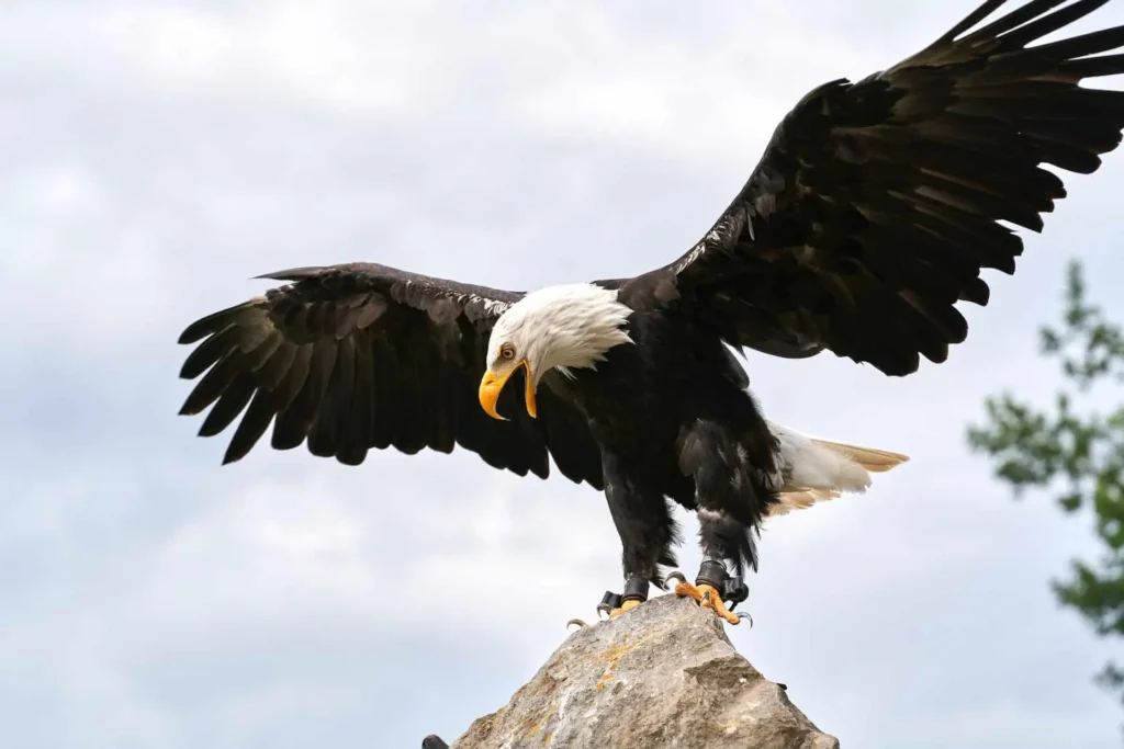 Is The Bald Eagle Powerful Enough To Defeat A Mountain Lions