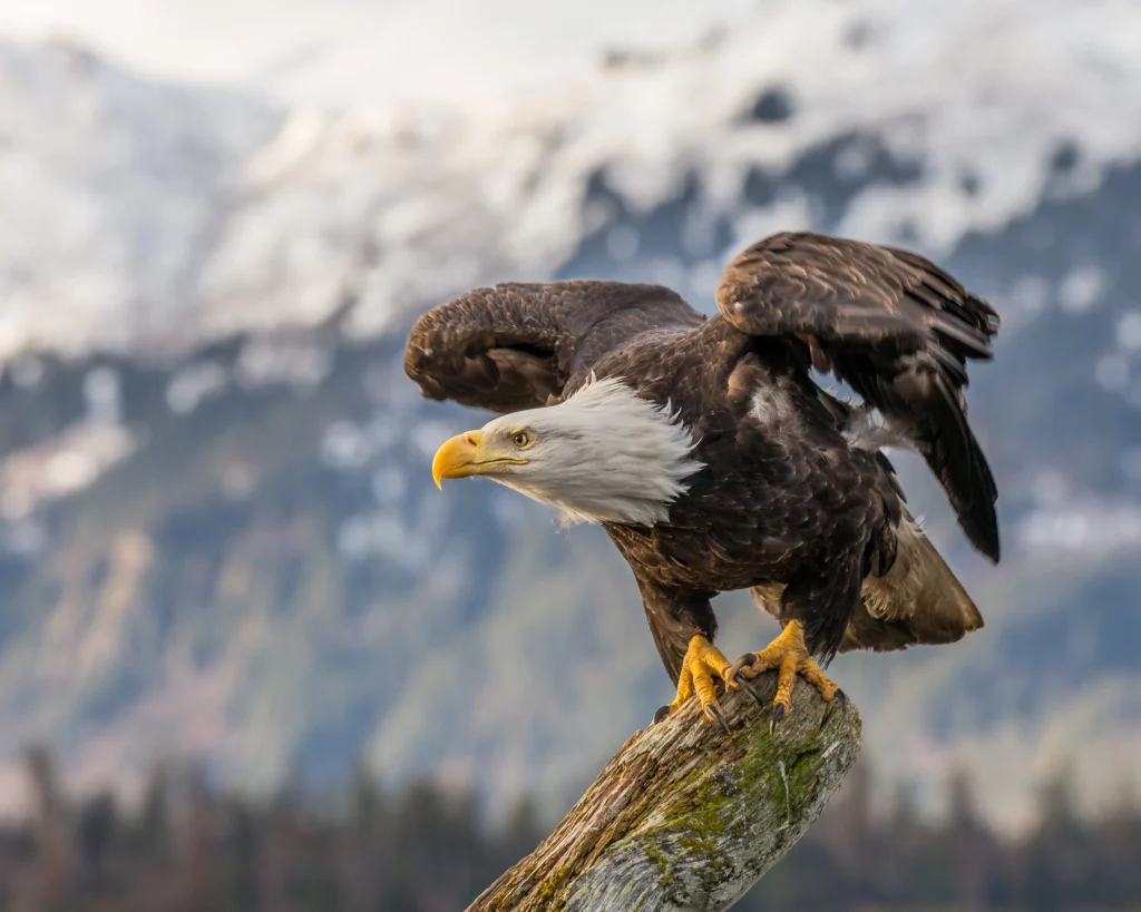 Is The Bald Eagle Powerful Enough To Defeat A Mountain Lions (2)