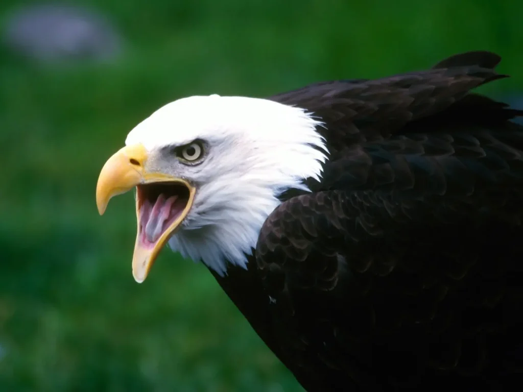 Is The Bald Eagle Powerful Enough To Defeat A Mountain Lions (9)