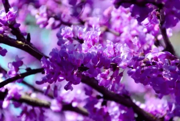 Jacaranda Flowers (3)