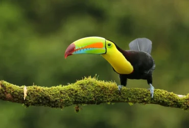 Keel-billed Toucan 14