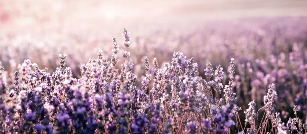 Lavender Flower (11)