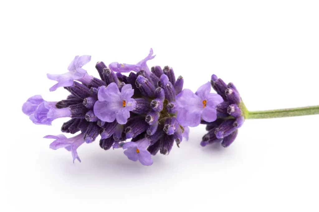 Lavender Flower (17)