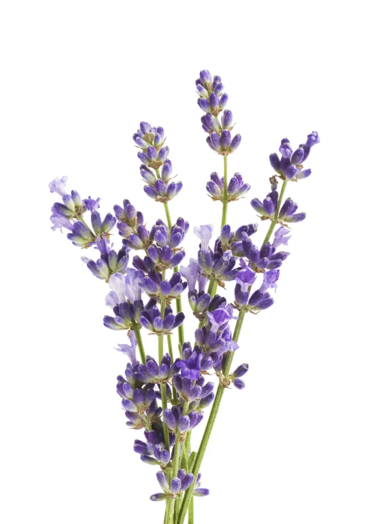 Lavender Flower (18)