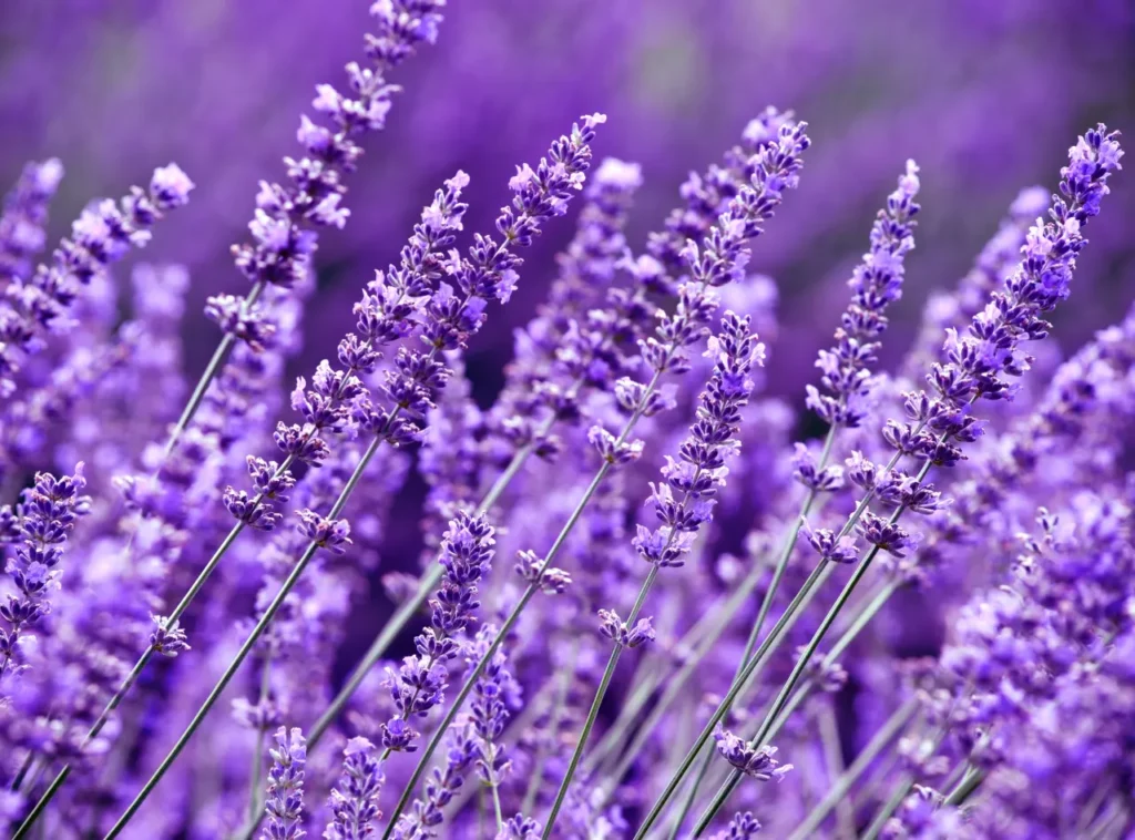Lavender Flower (8)