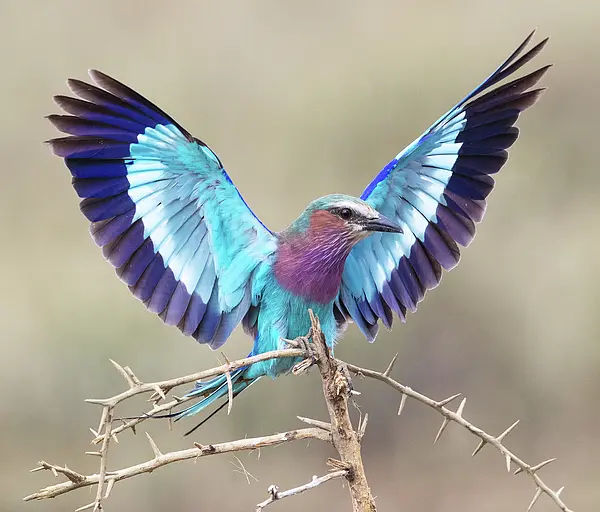 Lilac-breasted Roller 1