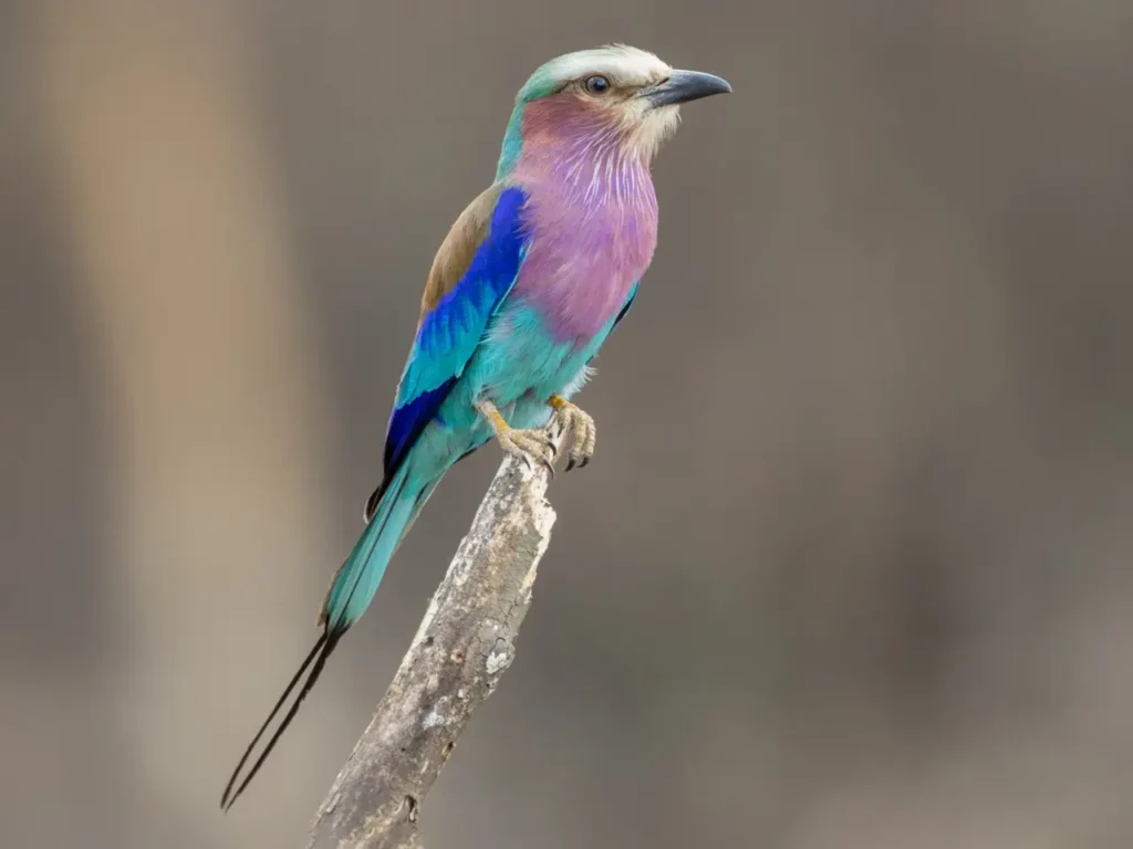 Lilac-breasted Roller 11