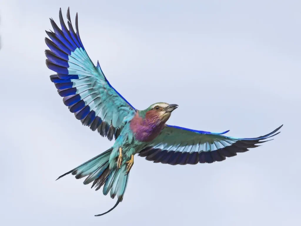 Lilac-breasted Roller 13
