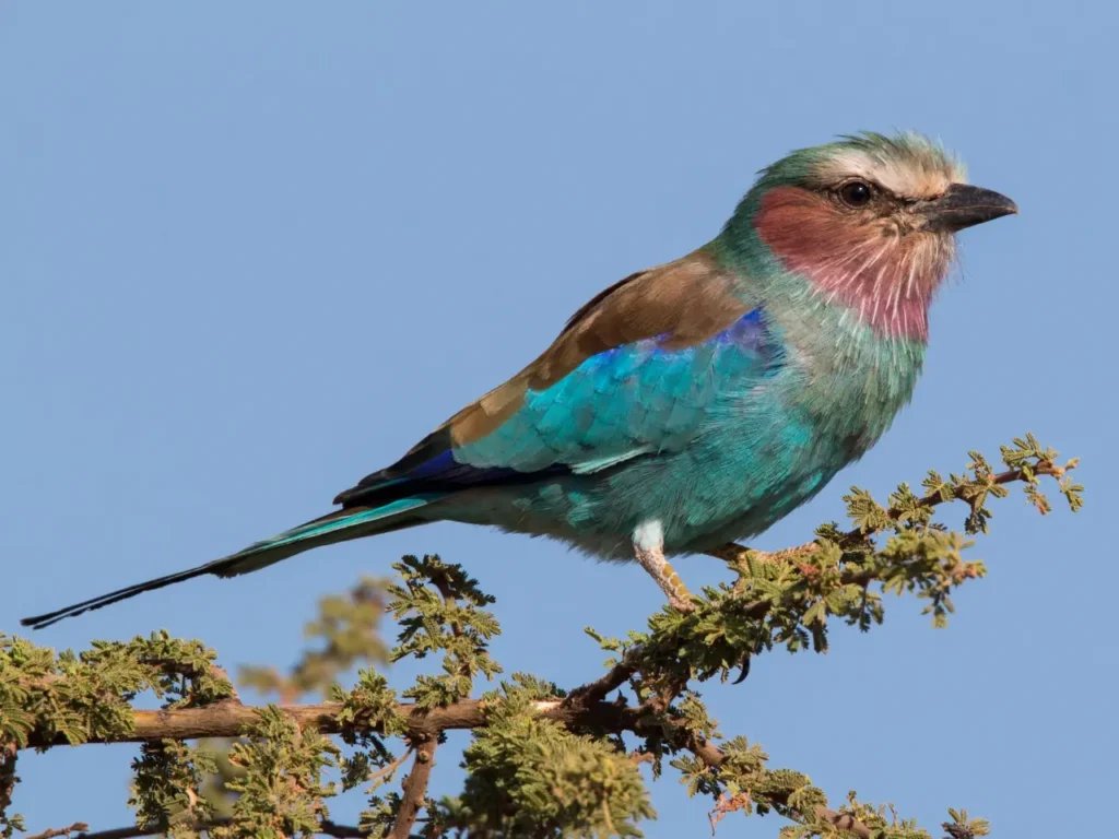 Lilac-breasted Roller 15