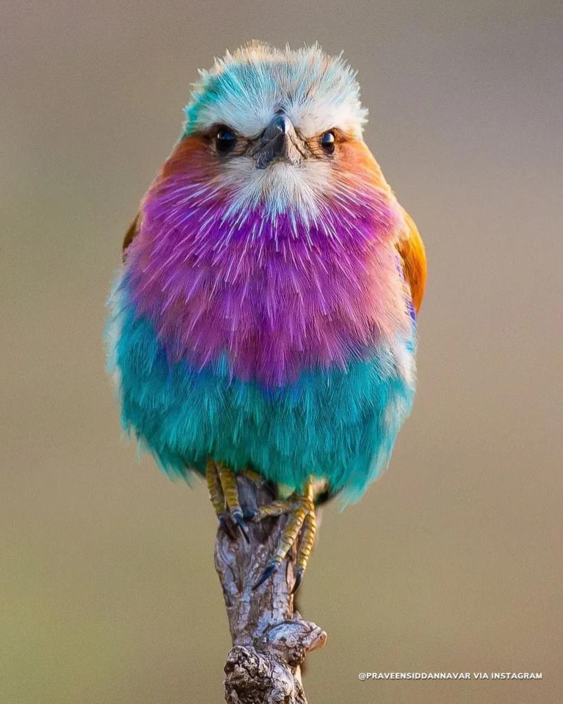 Lilac-breasted Roller 16.jpg_large