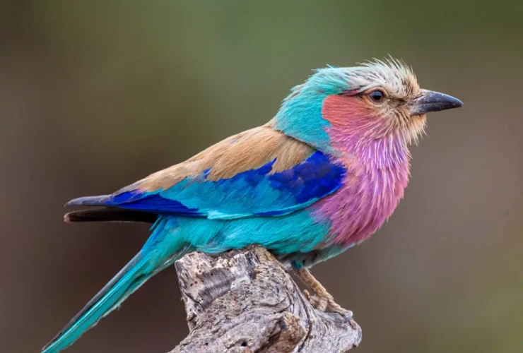 Lilac-breasted Roller 17