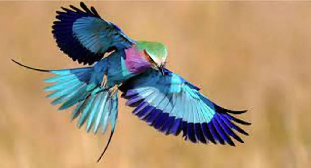 Lilac-breasted Roller 19