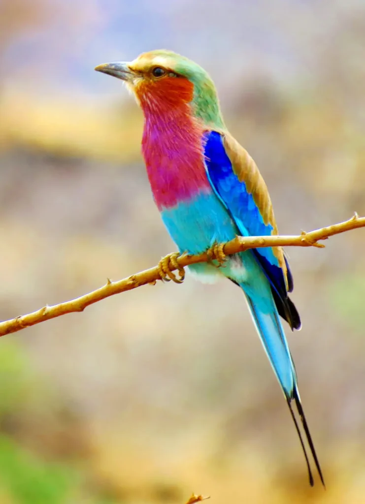 Lilac-breasted Roller 20