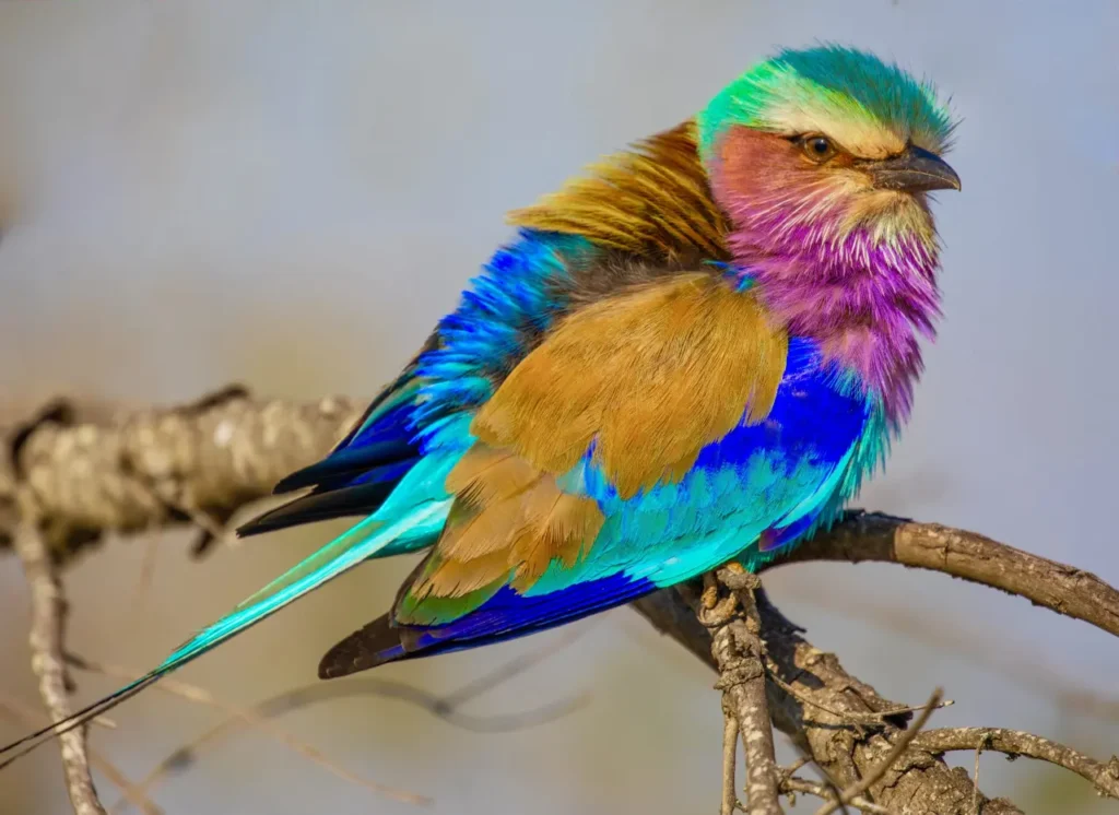 Lilac-breasted Roller 21