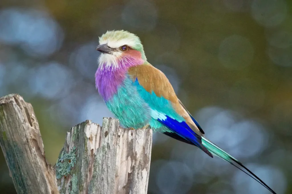 Lilac-breasted Roller 22