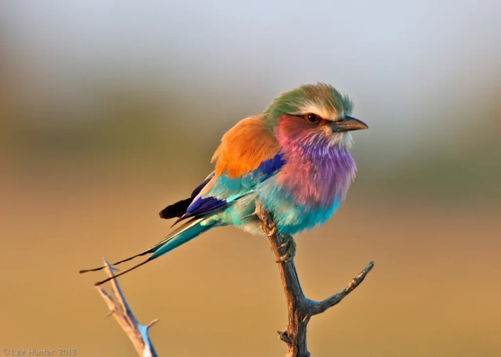 Lilac-breasted Roller 23